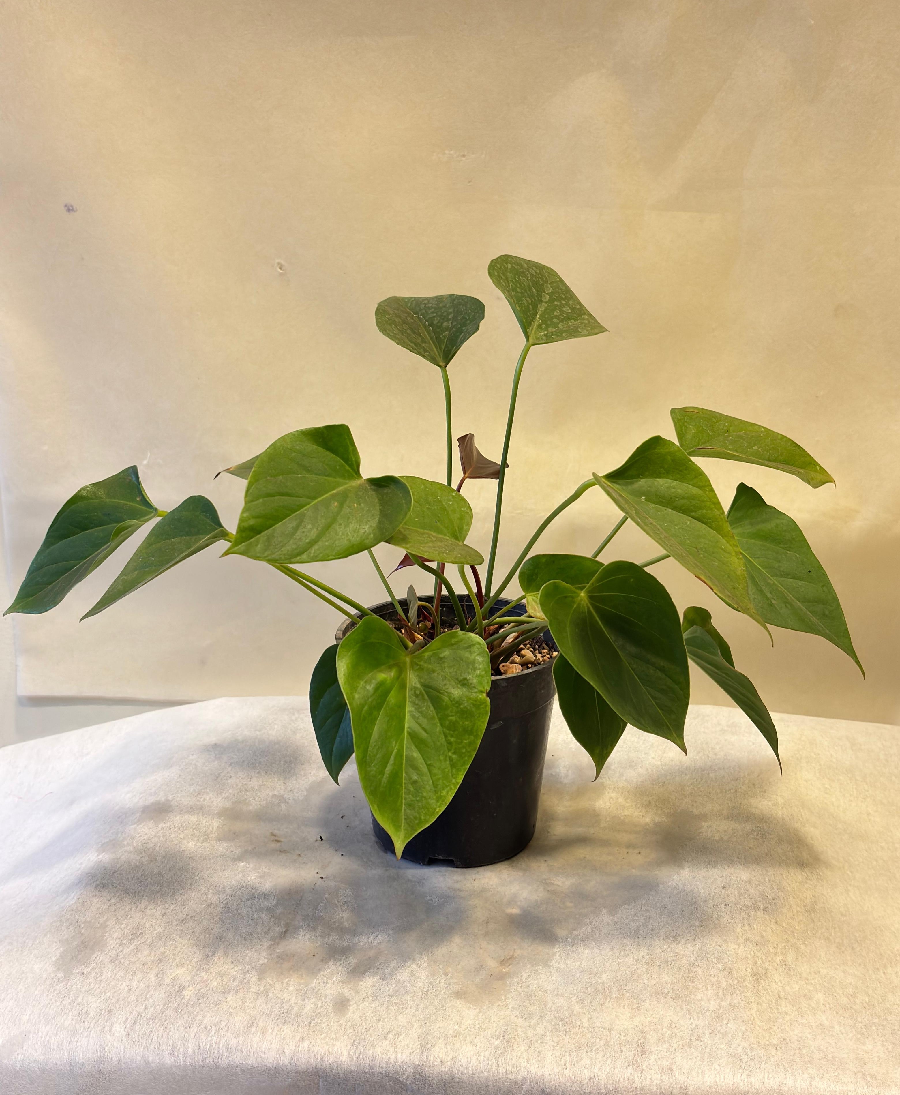 Minimalist Concrete Planter